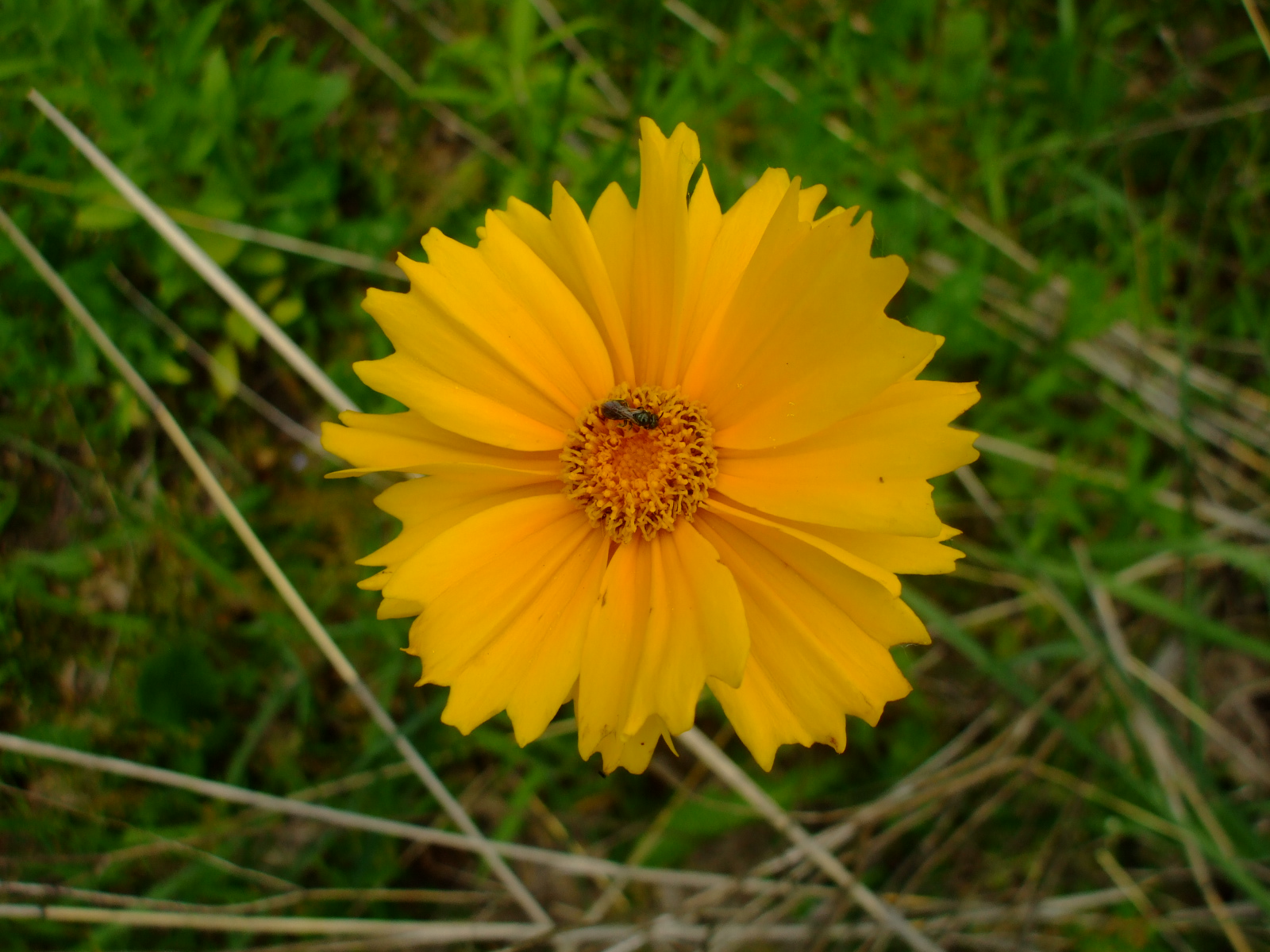 Coreopsis lanceolata